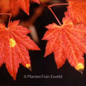 Acer japonicum 'Ōgi-no-sen'