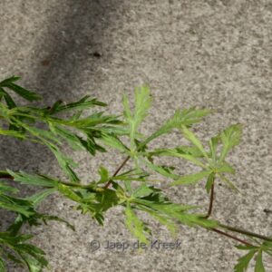 Acer japonicum 'Oregon Fern'