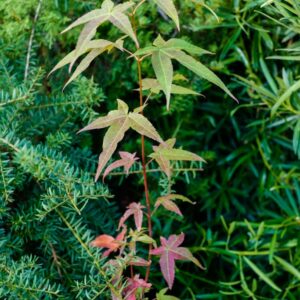 Acer oliverianum ssp. formosanum