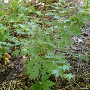 Acer palmatum 'Festival'