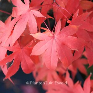 Acer palmatum 'Futai-ji'