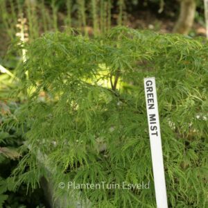 Acer palmatum 'Green Mist'