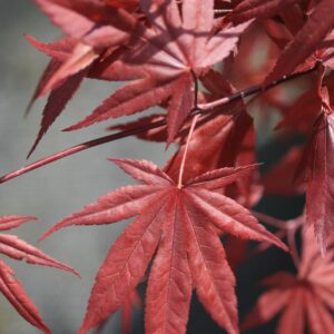 Acer palmatum 'Hefners Red'