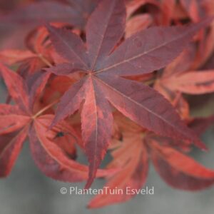 Acer palmatum 'Hinode-nishiki'
