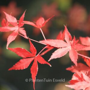 Acer palmatum 'Oriental Mystery'