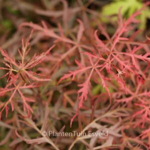 Acer palmatum 'Pink Filigree'