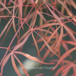 Acer palmatum 'Red Spider'