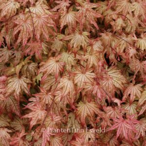 Acer palmatum 'Reticulatum Como'