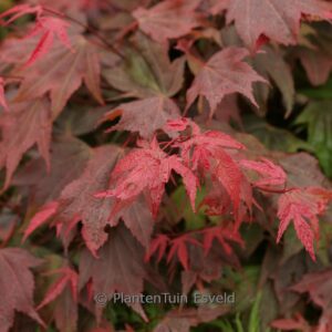 Acer palmatum 'Ruslyn-in-the-Pink'