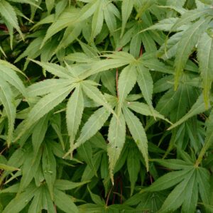 Acer palmatum 'Semi-no-hane'