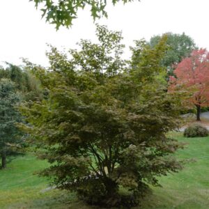 Acer palmatum 'Sharon'