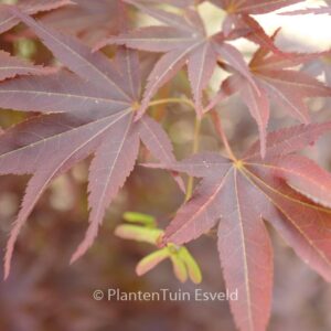 Acer palmatum 'She Katy'