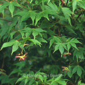 Acer palmatum 'Shuhzan-koh'