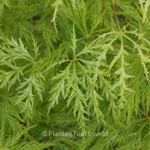 Acer palmatum 'Suisei'