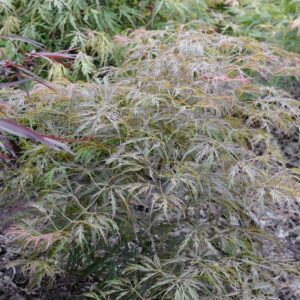 Acer palmatum 'Sunny Disposition'