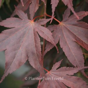 Acer palmatum 'Taimin-nishiki'