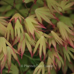 Acer palmatum 'Unebi'