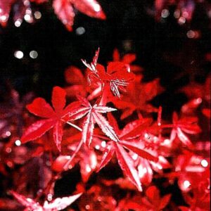 Acer palmatum 'Vens Red'