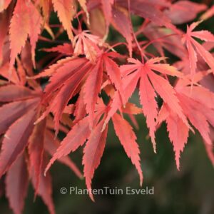 Acer palmatum 'Wakehurst Pink'