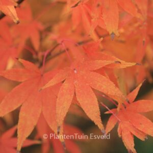 Acer palmatum 'Westonbirt Orange'