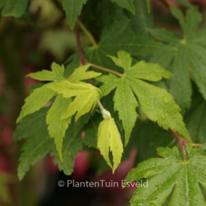 Acer sieboldianum 'Lovett'