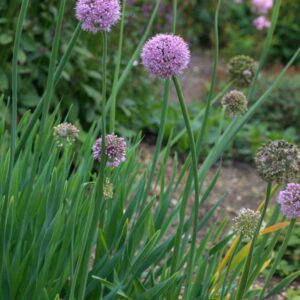 Allium nutans 'Caroline'