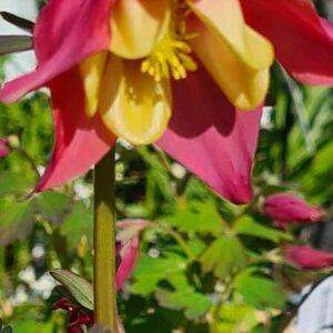 Aquilegia 'Spring Magic Rose and Ivory'