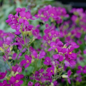 Arabis caucasica 'Little Treasure Deep Rose'
