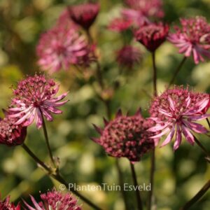 Astrantia major 'Ruby Wedding'