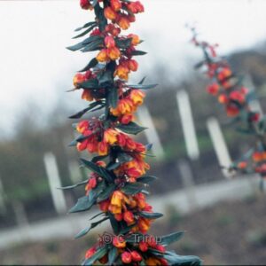 Berberis linearifolia 'Orange King'