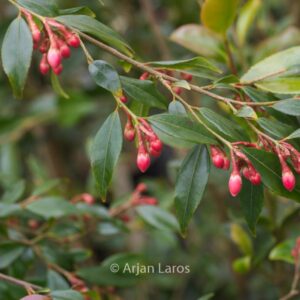 Camellia rosthorniana 'Elina' (CUPIDO)