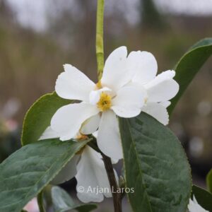 Camellia yuhsienensis