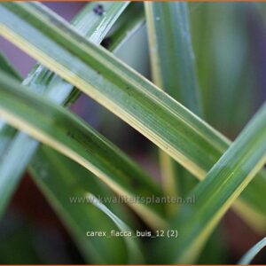 Carex flacca 'Buis'