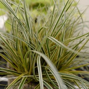 Carex morrowii 'Everglow' (EverColor)