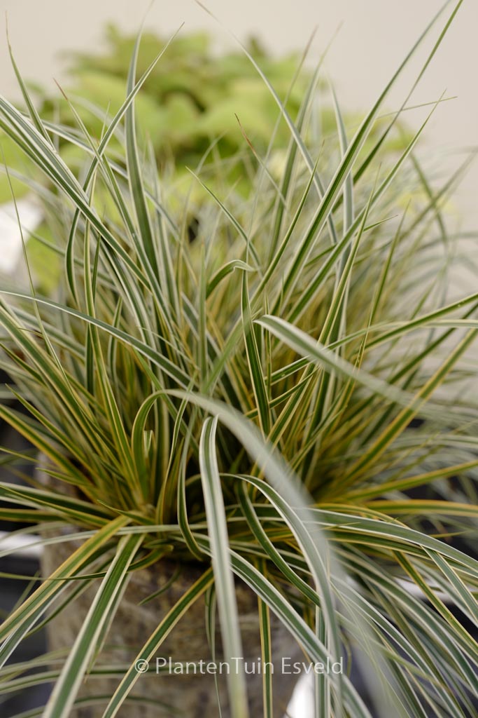 Carex morrowii 'Everglow' (EverColor)