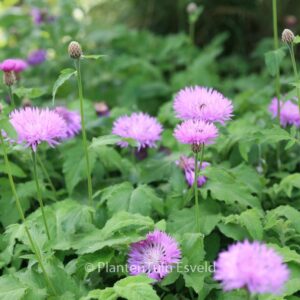 Centaurea hypoleuca 'John Coutts'