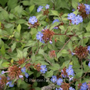 Ceratostigma willmottianum