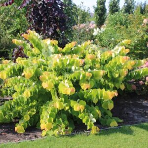 Cercis canadensis 'Melon Beauty'