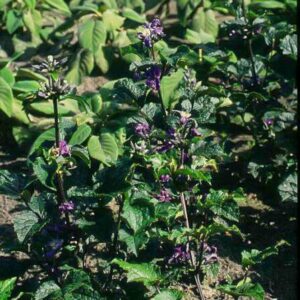 Clematis heracleifolia 'China Purple'