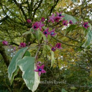 Clerodendrum trichotomum 'Variegatum'