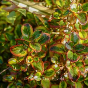 Coprosma repens 'Tequilla Sunrise'