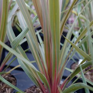 Cordyline australis 'Red Heart'