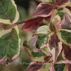 Cornus kousa 'Akatsuki'