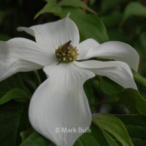 Cornus kousa 'KN4-43' (STARLIGHT)