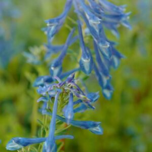Corydalis elata
