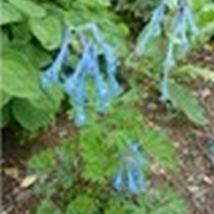 Corydalis elata x flexuosa 'Tory M.P.'