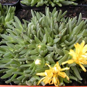 Delosperma congestum