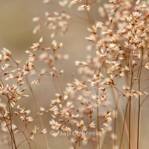 Deschampsia flexuosa