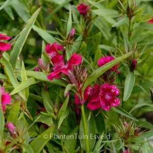 Dianthus barbatus