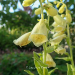 Digitalis grandiflora 'Creme Bell'